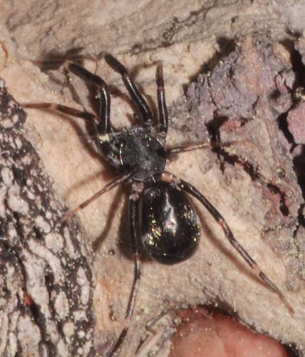 Liophrurillus flavitarsis